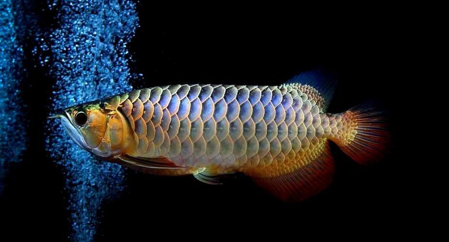 如何判斷金頭龍魚是否新鮮，如何判斷金頭龍魚新鮮度