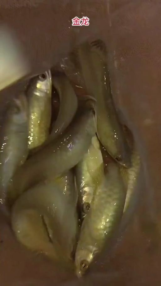 1到2厘米的金龍魚幼苗圖片，1到2厘米的金龍魚幼苗圖片，如何判斷金龍魚幼苗的品質(zhì) 1到2厘米的金龍魚幼苗圖片，1到2厘米的金龍魚幼苗圖片，如何判斷金龍魚幼苗的品質(zhì) 龍魚百科 第17張