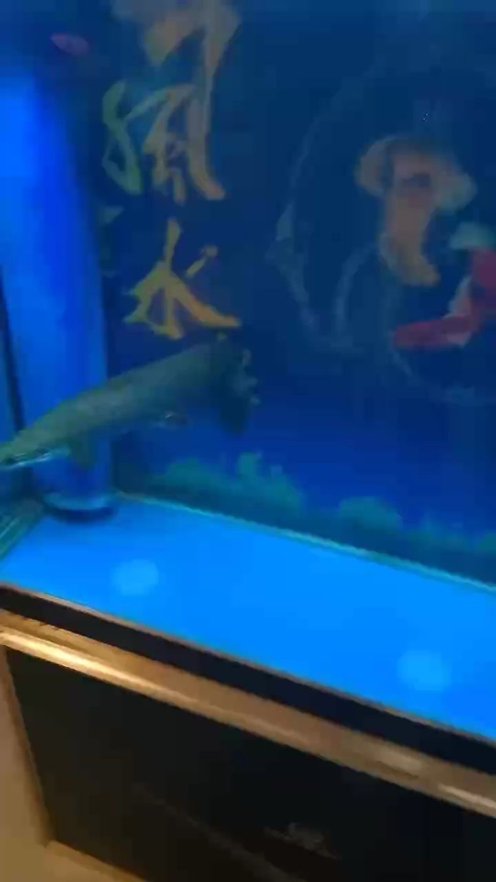 巨骨舌魚，巨骨舌魚，身長60誰想要聯(lián)系我