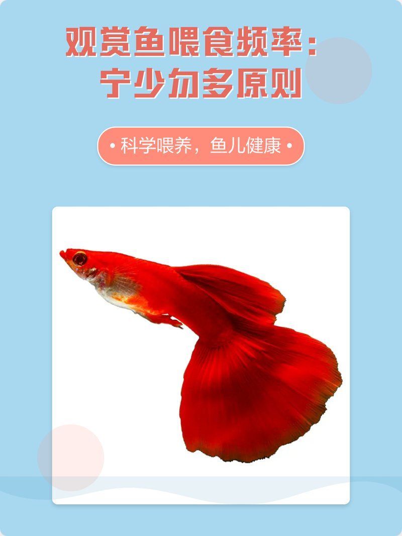 龍王魚(yú)多久喂一次合適，如何判斷龍王魚(yú)的喂食頻率