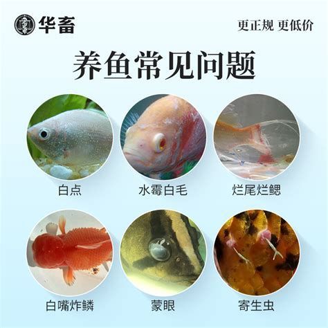 錦鯉爛身用什么藥最好，錦鯉爛身怎么辦