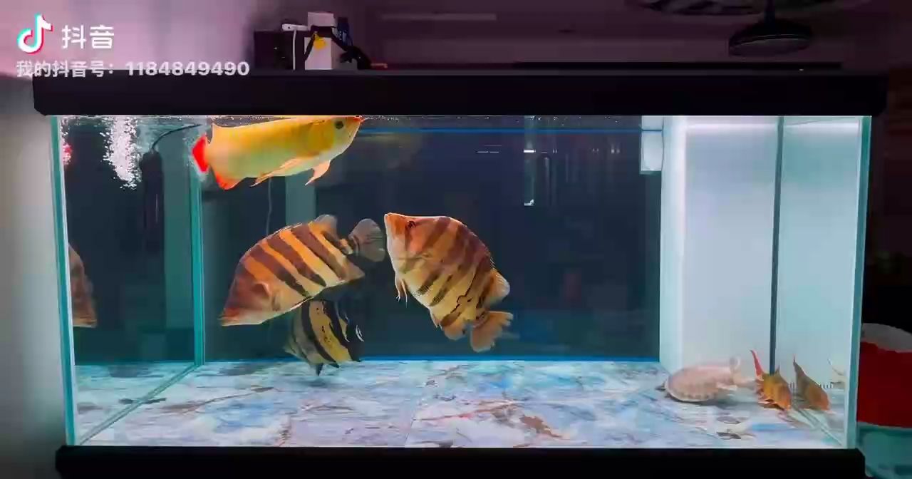 虎魚 給愛魚換個大房子!,為愛魚換個大房子 龍魚論壇 給愛魚換個大房子!,為愛魚換個大房子 給愛魚換個大房子!,為愛魚換個大房子 龍魚論壇
