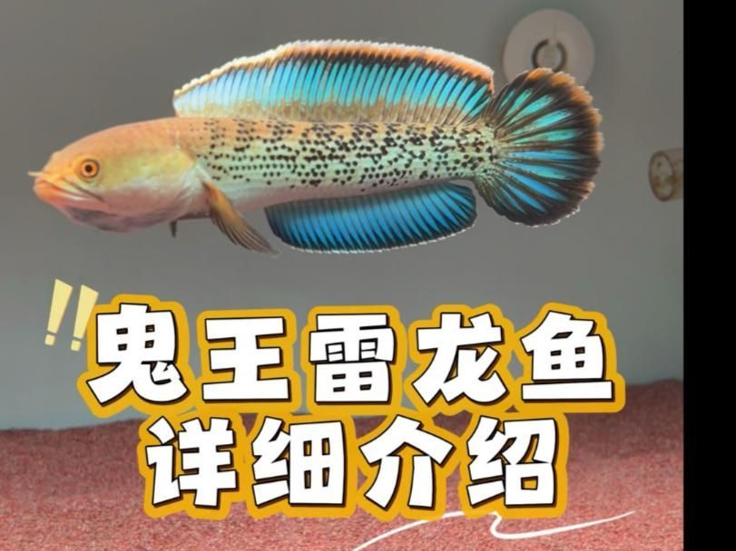 如何區分鬼王雷龍和藍電霸王龍，嗶哩嗶哩，如何區分鬼王雷龍和藍電霸王龍