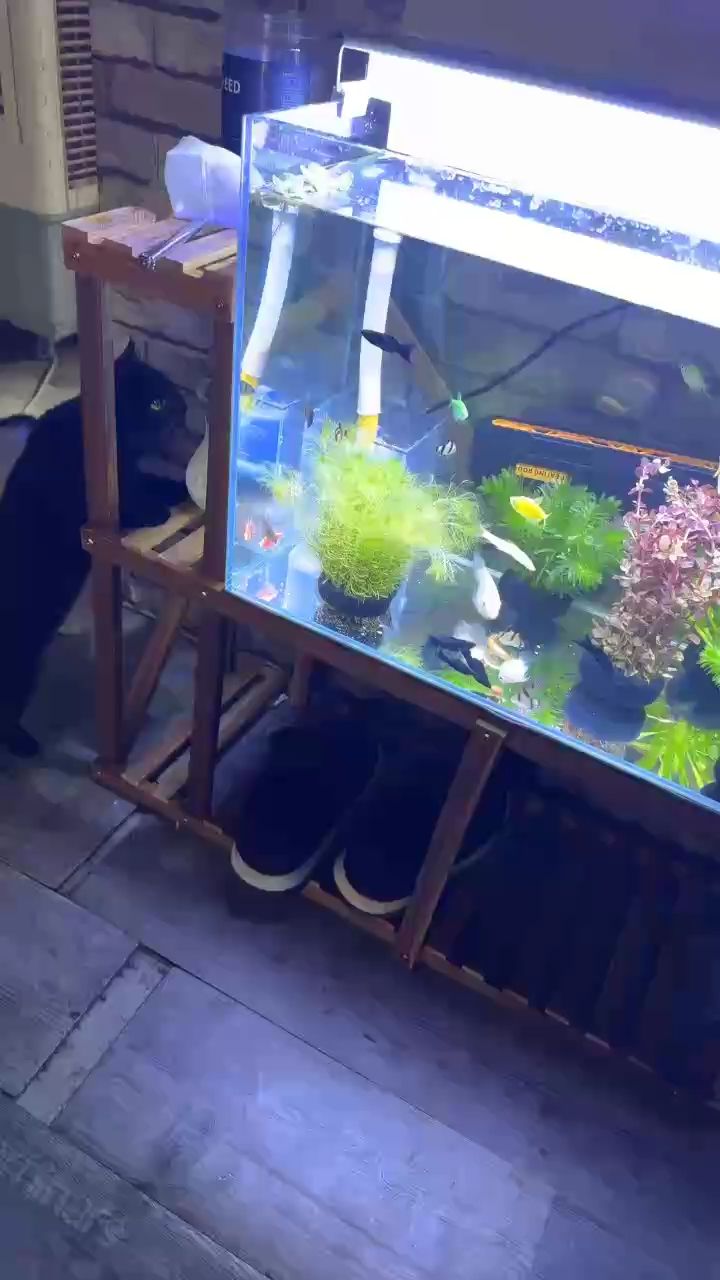 新手養魚，北京老寧評論：新手養魚指南