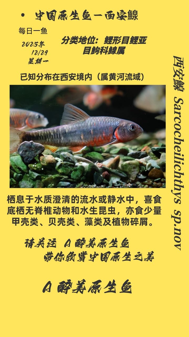 西安鰁，西安鰁宴席上的佳肴，因其肉質(zhì)細(xì)嫩、味道鮮美而聞名