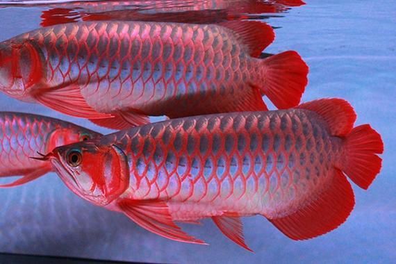 7000萬紅龍魚的圖片在哪里可以找到？，7000萬紅龍魚是否真實(shí)存在？ 7000萬紅龍魚的圖片在哪里可以找到？，7000萬紅龍魚是否真實(shí)存在？ 龍魚百科 第9張