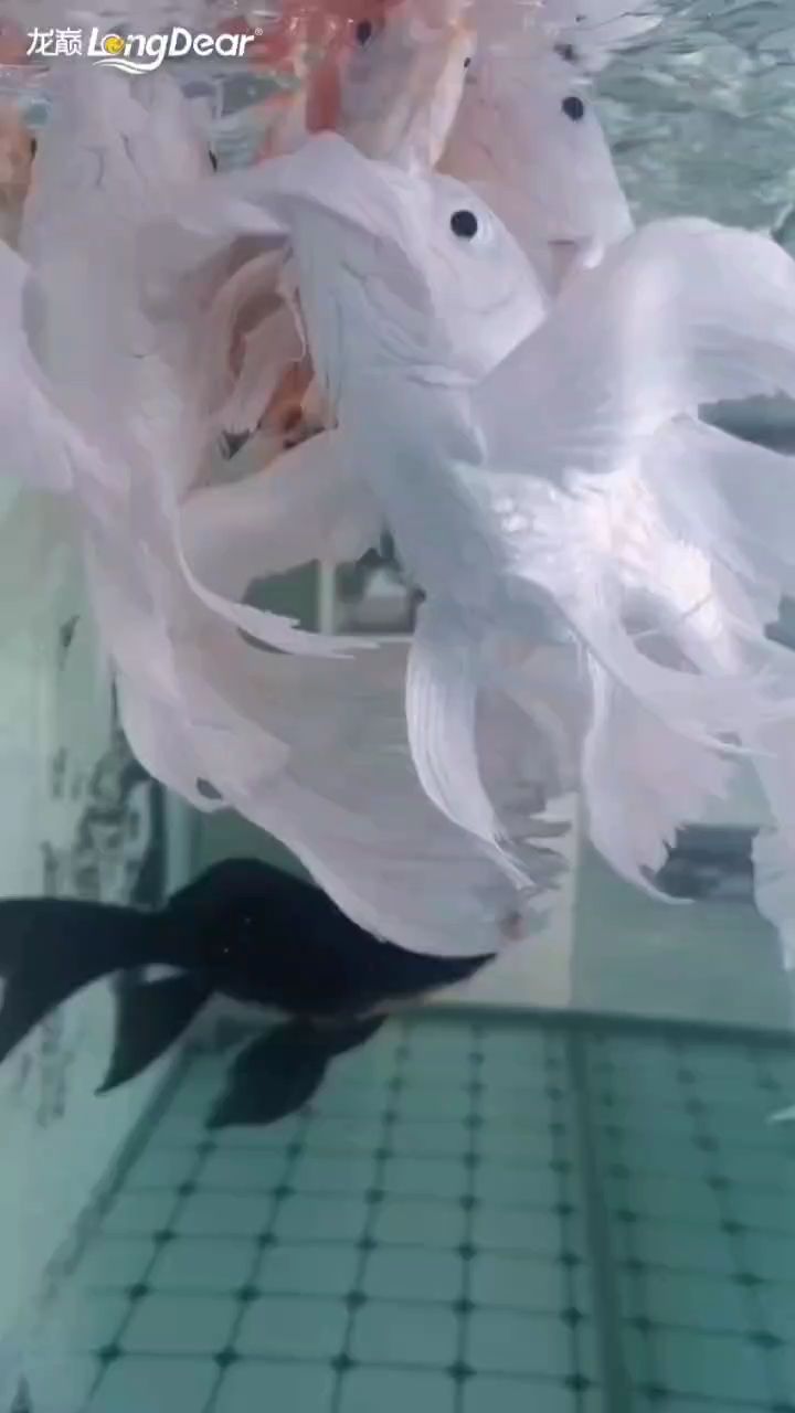事事順遂，會越來越好，南無阿彌陀佛??????，“事事順遂，會越來越好，南無阿彌陀佛”是一句常用的祈禱語