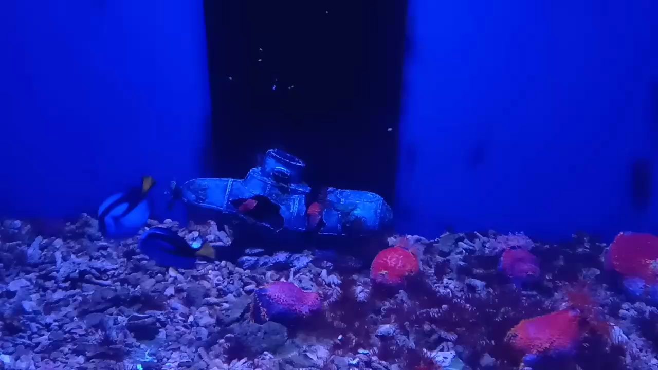 陪一缸有緣魚，陪一缸有緣魚，本文探討與有緣魚共度時光的深刻體驗