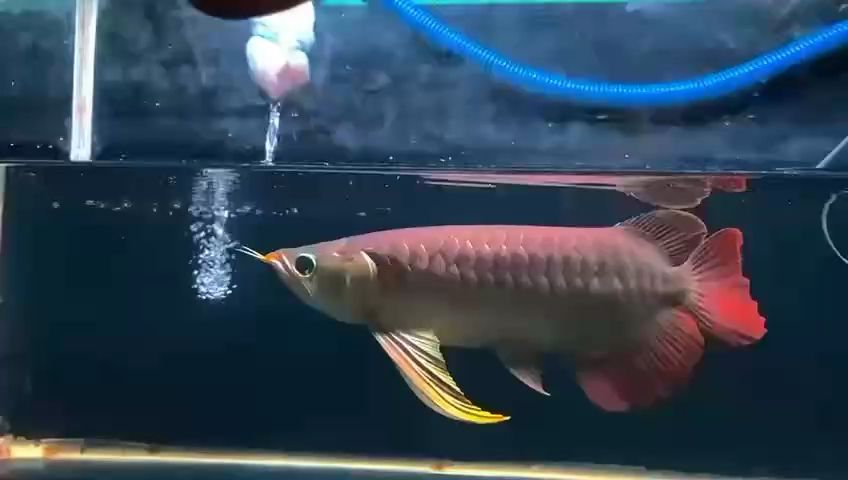 更新，ai在教育中的應用與挑戰，人工智能在教育領域的應用與挑戰