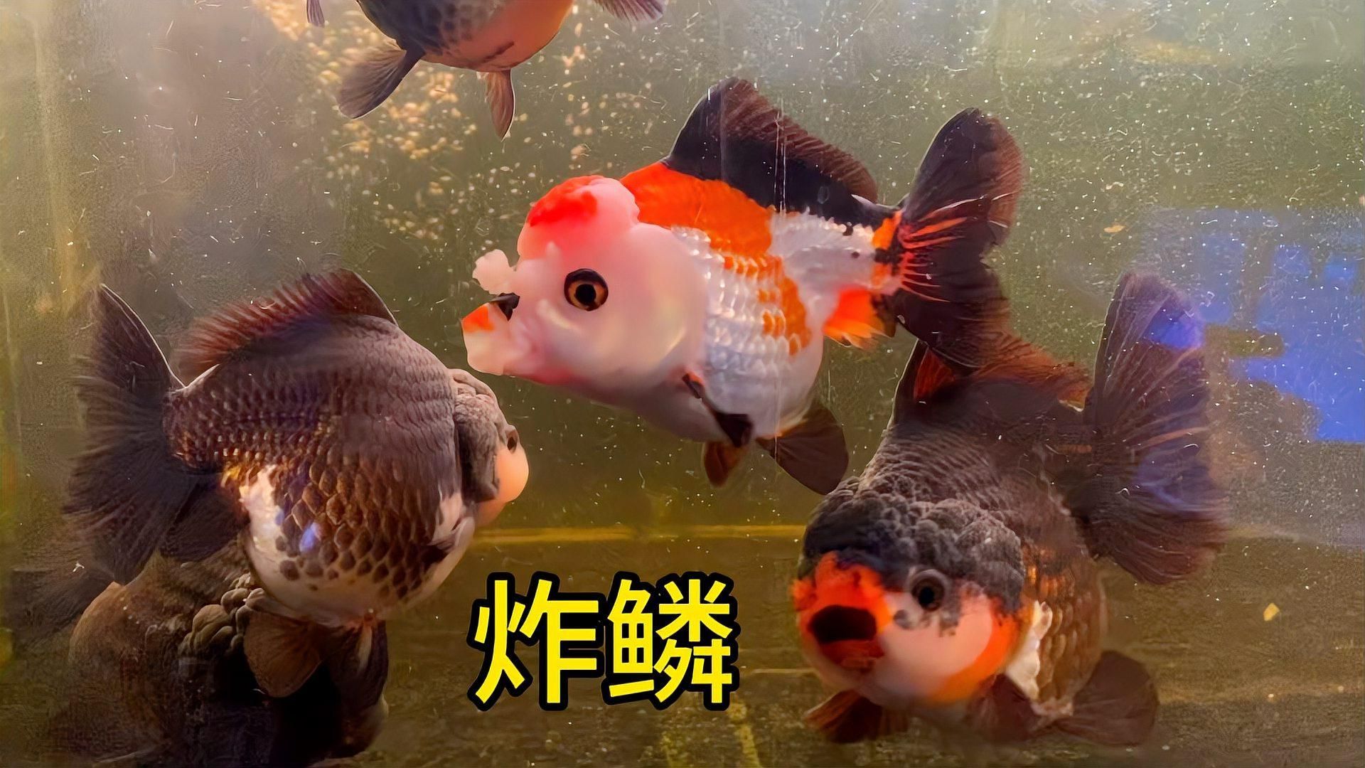 金魚炸鱗后還能活多久，金魚炸鱗是怎么回事