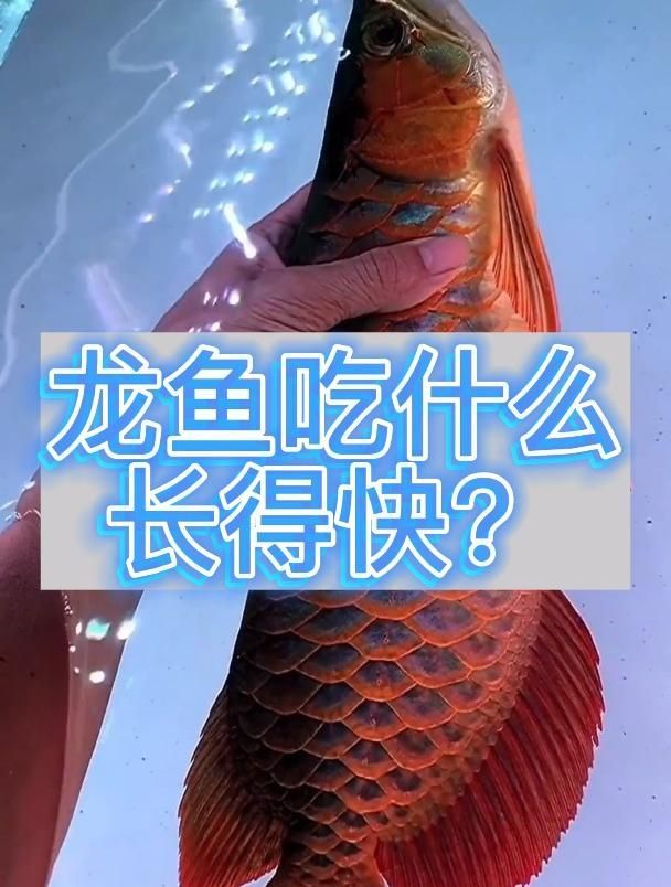 龍魚除了小魚，還會吃什么？，龍魚吃蝦時需要去頭去尾嗎，龍魚吃蝦時需要去尾嗎