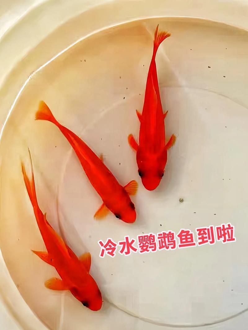 能否提供更多冷水觀賞魚的圖片，冷水觀賞魚的飼養(yǎng)方法
