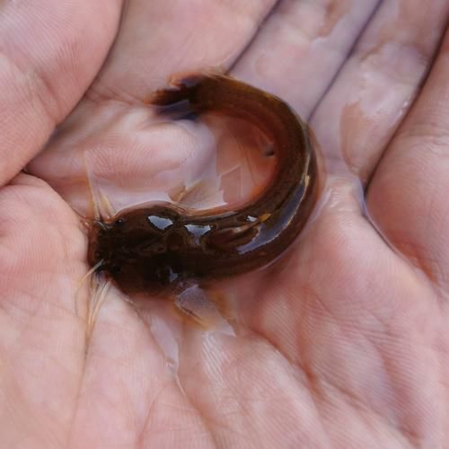 能否提供更多冷水觀賞魚的圖片，冷水觀賞魚的飼養(yǎng)方法