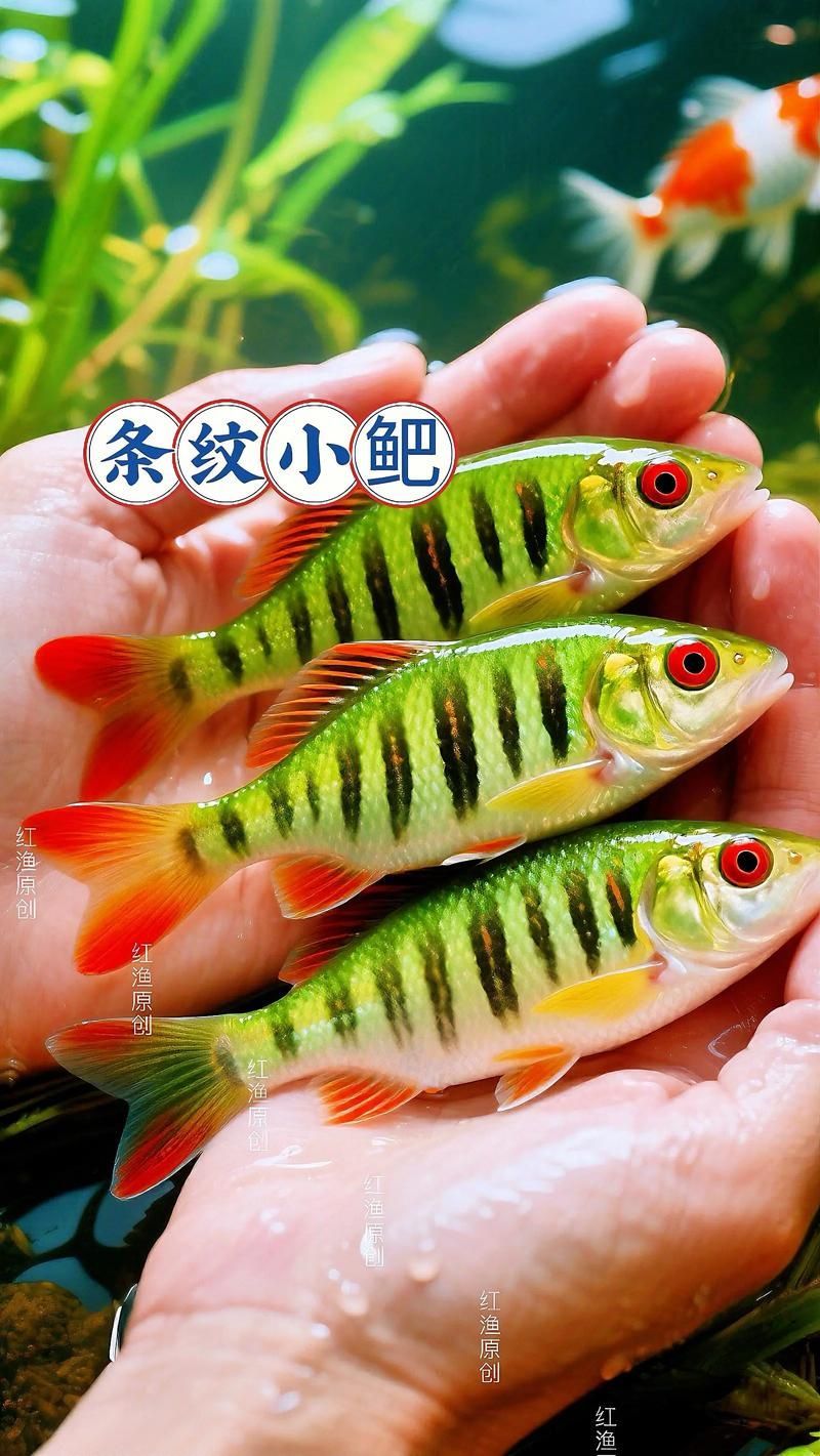 能否提供更多冷水觀賞魚的圖片，冷水觀賞魚的飼養(yǎng)方法