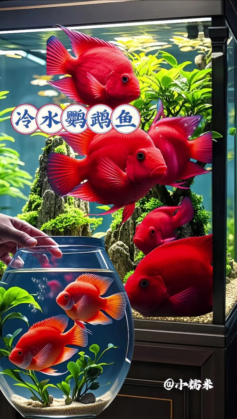 能否提供更多冷水觀賞魚的圖片，冷水觀賞魚的飼養(yǎng)方法