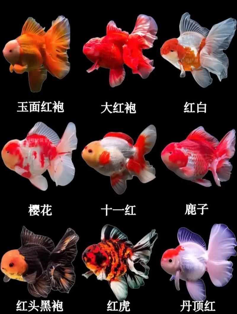 能否提供更多冷水觀賞魚的圖片，冷水觀賞魚的飼養(yǎng)方法
