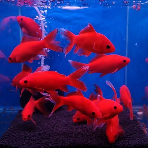 能否提供更多冷水觀賞魚的圖片，冷水觀賞魚的飼養(yǎng)方法