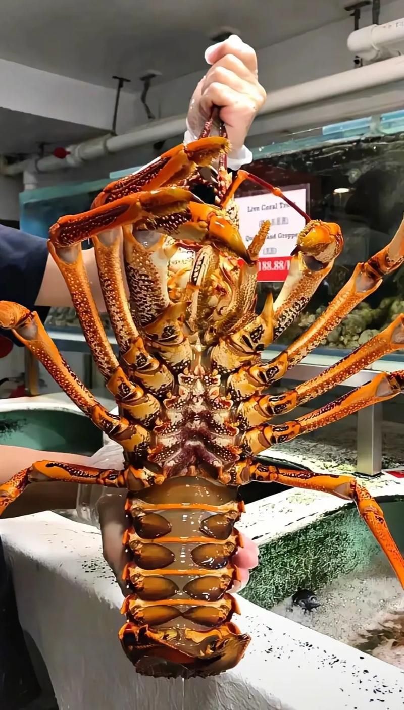 澳龍的價格一般是多少，普吉島拉威海鮮市場澳龍價格大揭秘澳龍的運輸和保存過程 澳龍的價格一般是多少，普吉島拉威海鮮市場澳龍價格大揭秘澳龍的運輸和保存過程 龍魚百科 第1張