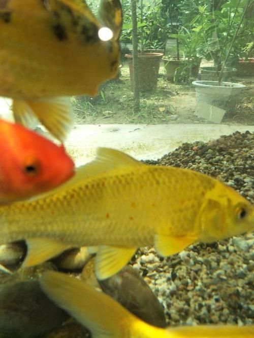 給我一張錦鯉紅斑病的圖片，如何預防錦鯉紅斑病
