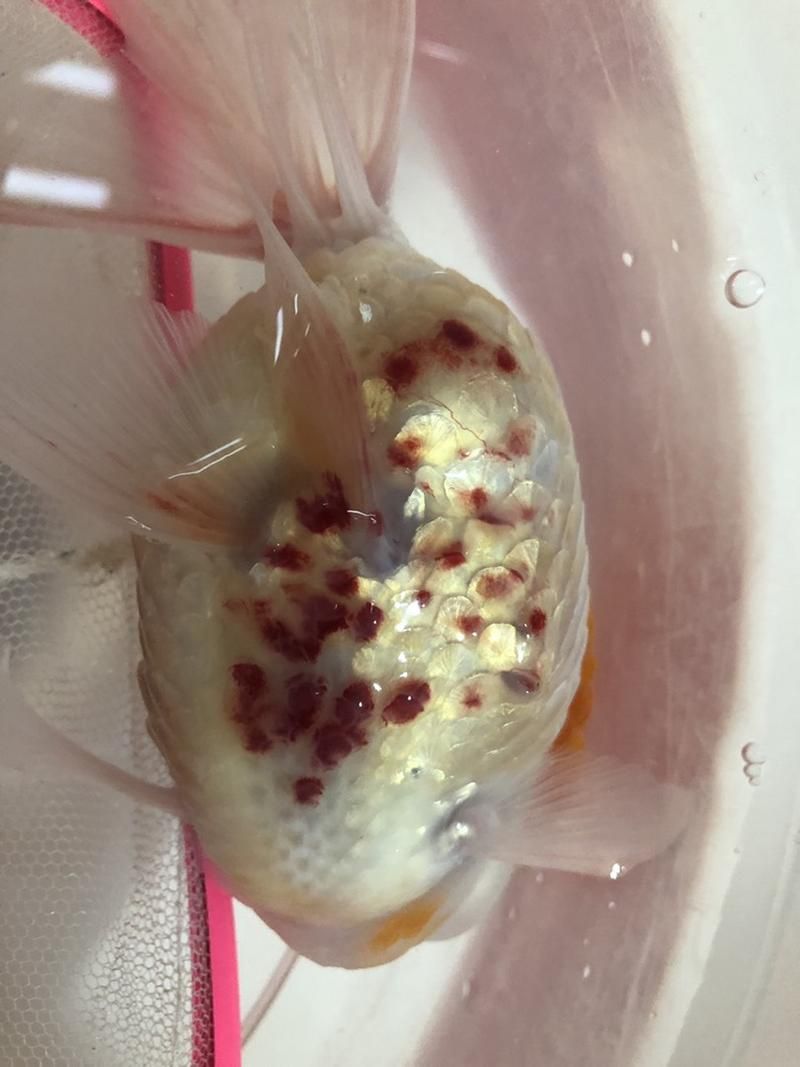 給我一張錦鯉紅斑病的圖片，如何預防錦鯉紅斑病