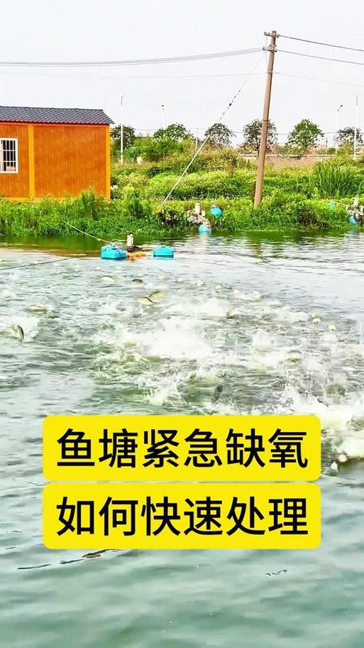 給我一些預防魚缺氧的圖片，冬季魚塘缺氧如何應急處理