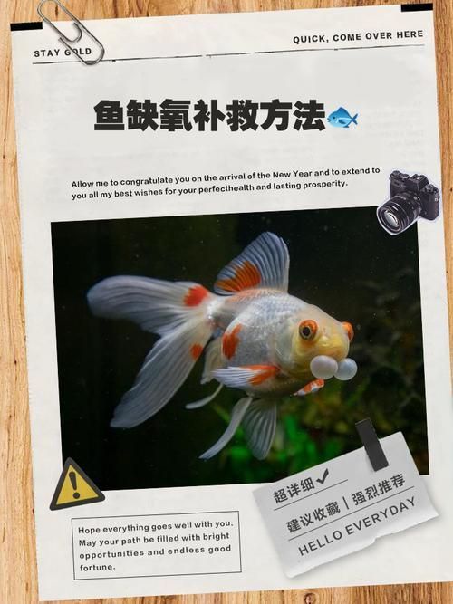 給我一些預防魚缺氧的圖片，冬季魚塘缺氧如何應急處理