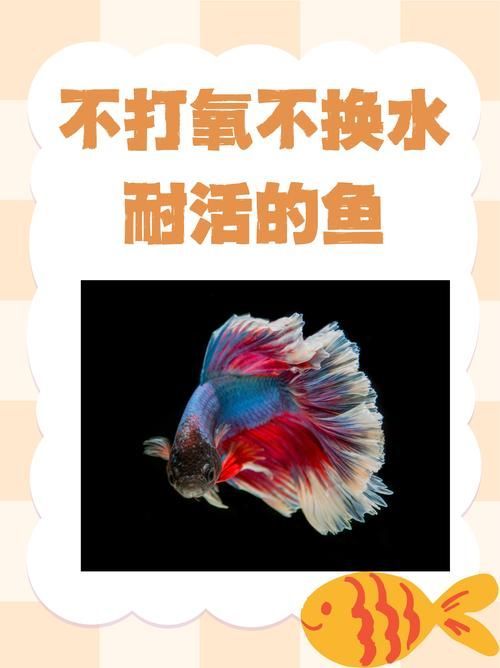 給我一些預防魚缺氧的圖片，冬季魚塘缺氧如何應急處理