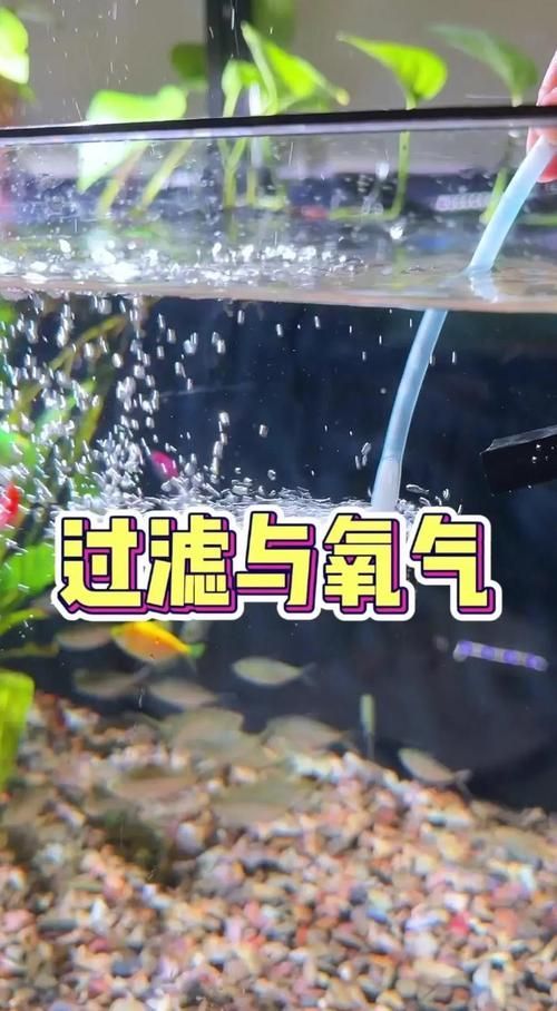 給我一些預防魚缺氧的圖片，冬季魚塘缺氧如何應急處理