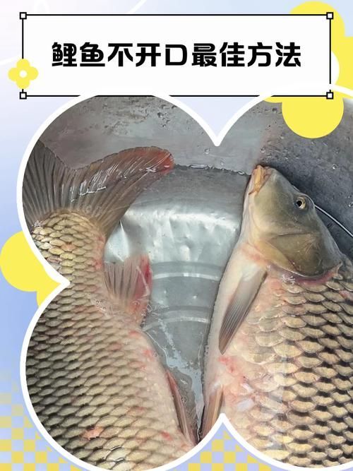 給我一些預防魚缺氧的圖片，冬季魚塘缺氧如何應急處理