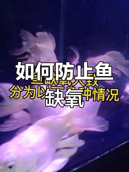 給我一些預防魚缺氧的圖片，冬季魚塘缺氧如何應急處理