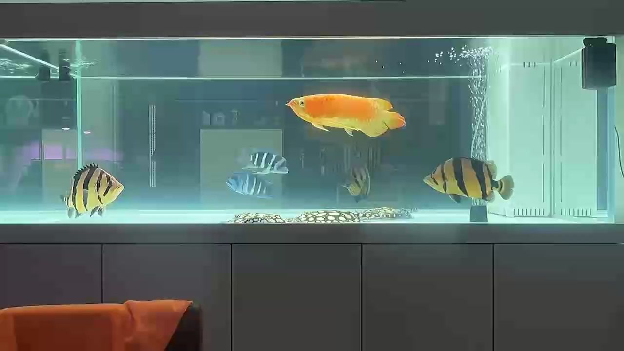 缸里這點魚系列，缸里這點魚系列——缸里這點魚 缸里這點魚系列，缸里這點魚系列——缸里這點魚 龍魚論壇