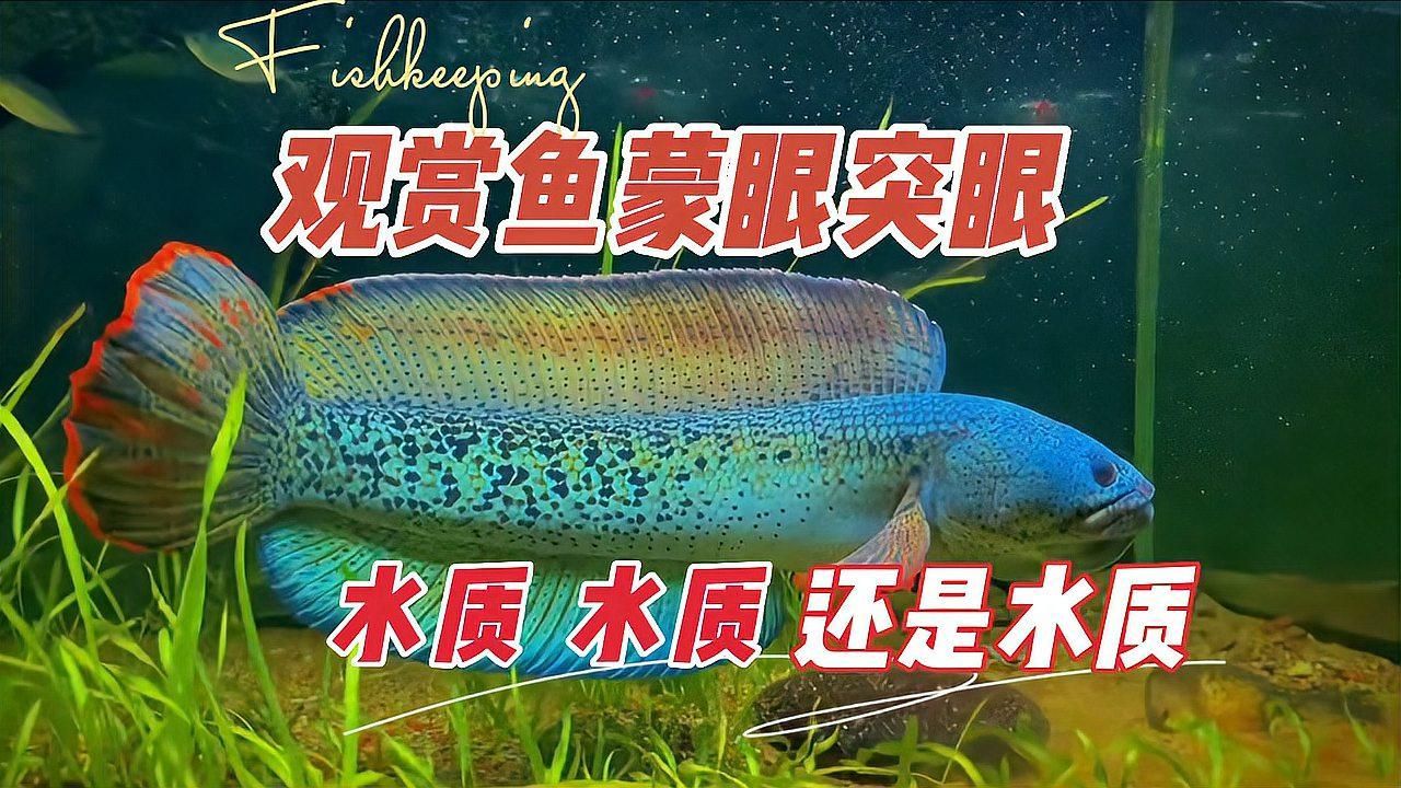 哪些觀賞魚容易得眼睛白膜，觀賞魚眼睛白膜的成因及預防措施 哪些觀賞魚容易得眼睛白膜，觀賞魚眼睛白膜的成因及預防措施 龍魚百科 第2張
