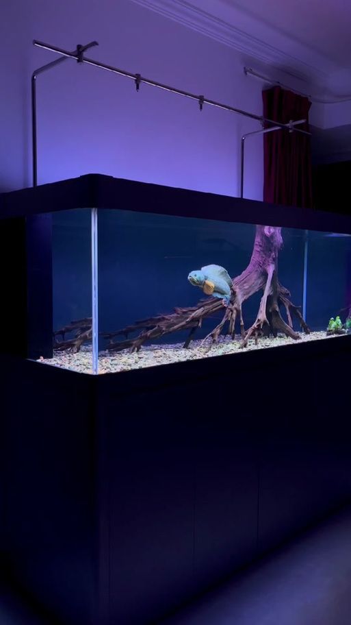 龍魚缸燈的擺放示意圖，如何判斷龍魚是否需要調(diào)整燈光？ 龍魚缸燈的擺放示意圖，如何判斷龍魚是否需要調(diào)整燈光？ 龍魚百科 第5張