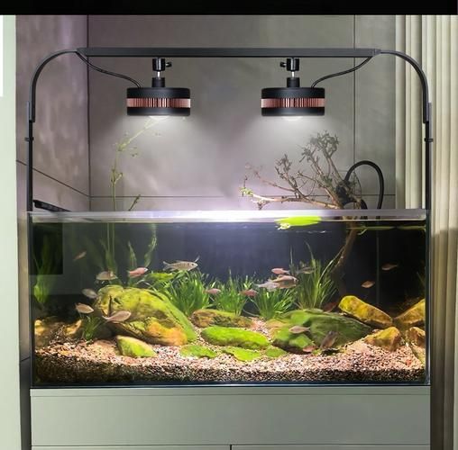 龍魚缸燈的擺放示意圖，如何判斷龍魚是否需要調(diào)整燈光？ 龍魚缸燈的擺放示意圖，如何判斷龍魚是否需要調(diào)整燈光？ 龍魚百科 第4張