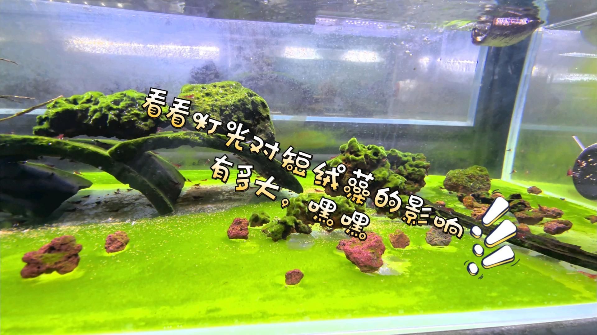 魚缸燈光對水質有何影響？，魚缸燈光對水質的影響 魚缸燈光對水質有何影響？，魚缸燈光對水質的影響 龍魚百科 第2張