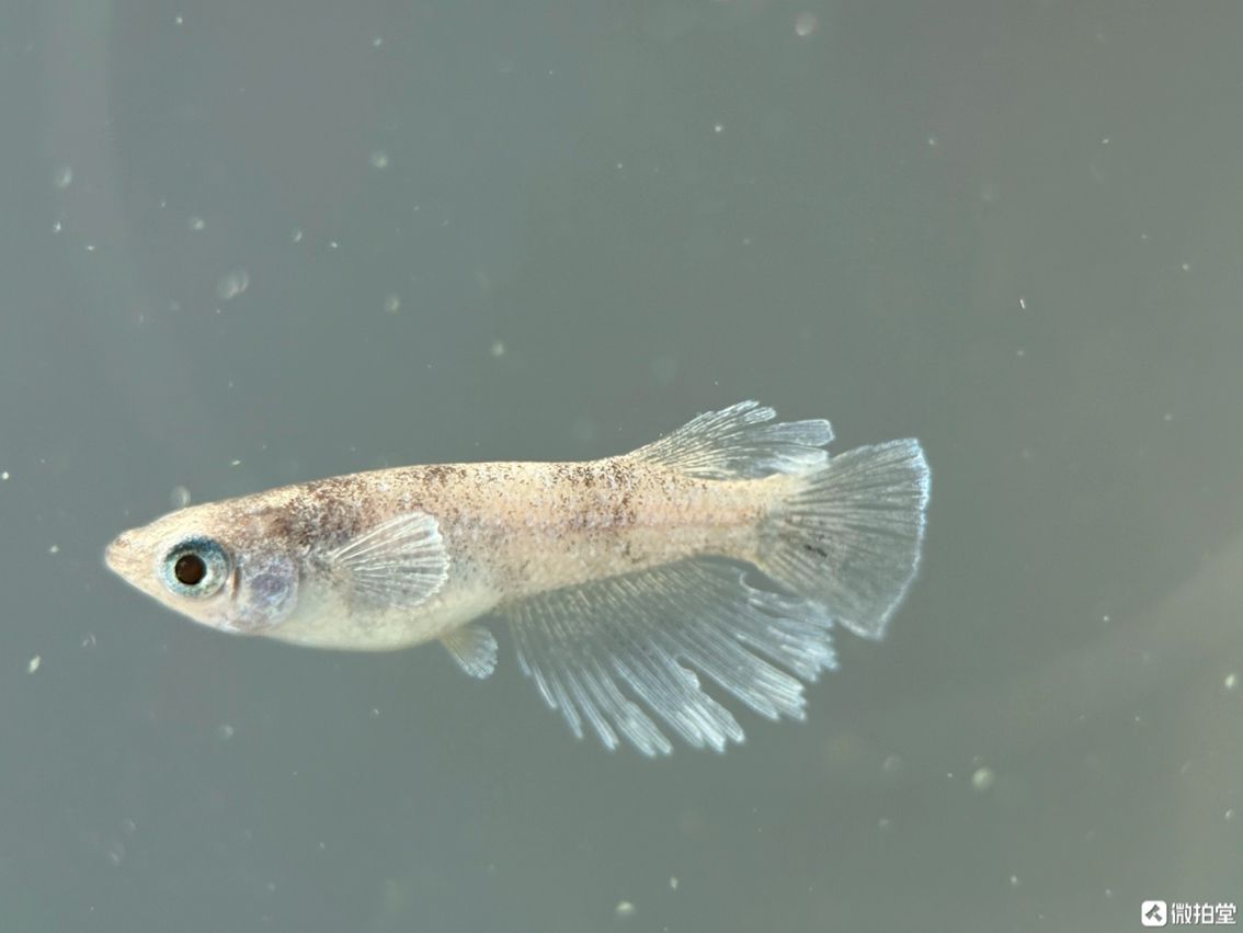 不需要加溫打氧過濾的小型觀賞魚觀背青鳉，小型觀賞魚——觀背青鳉養殖技巧