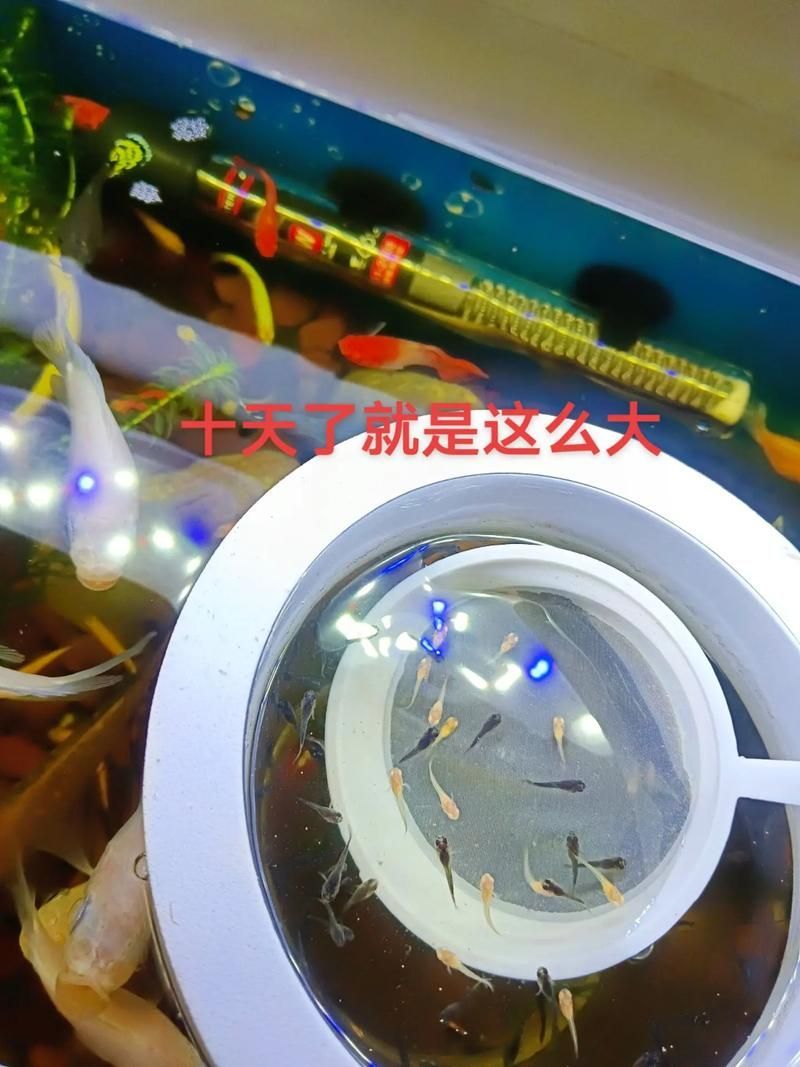 胭脂孔雀龍魚有哪些飼養技巧？，胭脂孔雀龍魚的飼養技巧