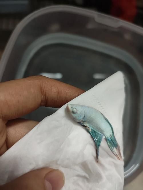 如何判斷魚蒙眼的嚴重程度，如何判斷魚蒙眼