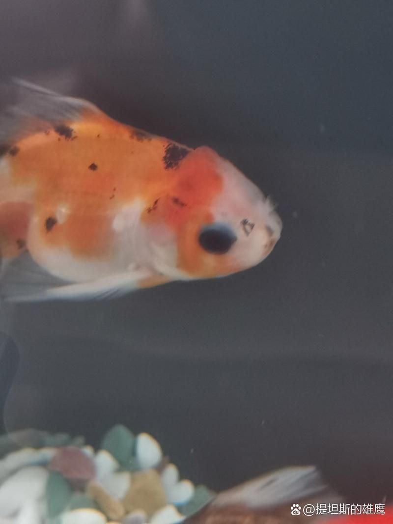 如何判斷魚蒙眼的嚴重程度，如何判斷魚蒙眼