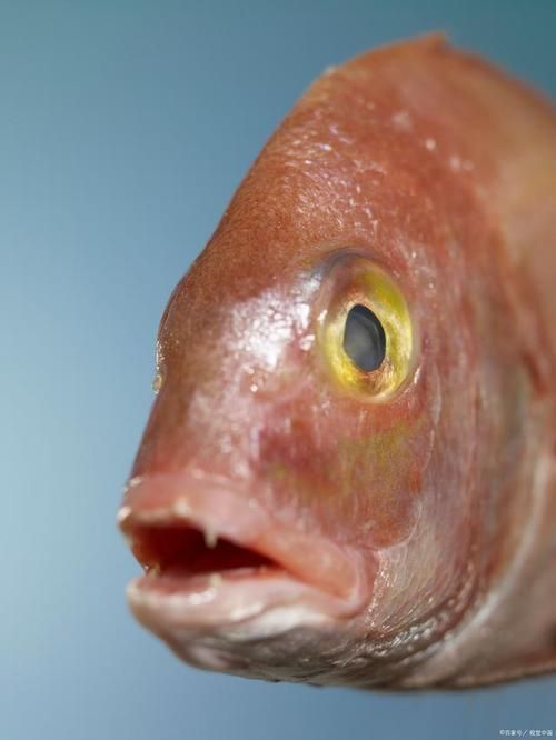 如何判斷魚蒙眼的嚴重程度，如何判斷魚蒙眼