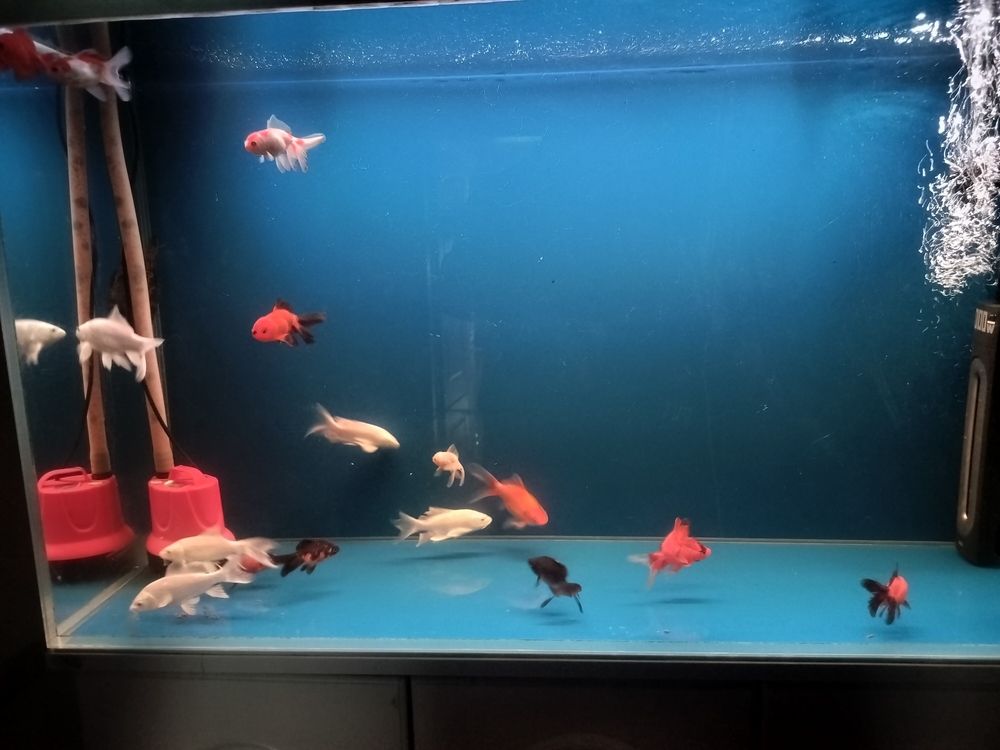 熱愛養魚，養魚的意義
