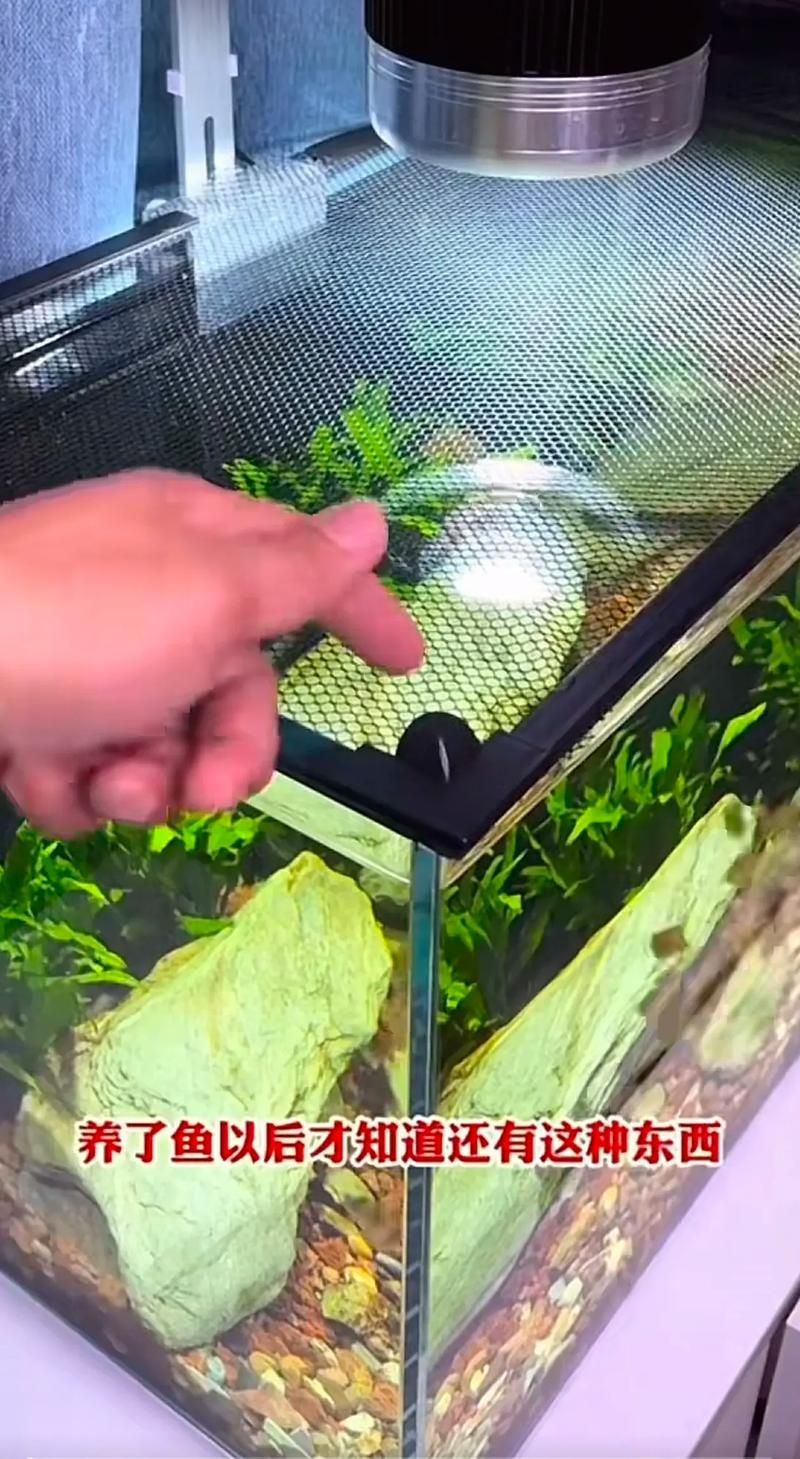 哪些魚缸適合養兇猛觀賞魚？，兇猛觀賞魚的選擇