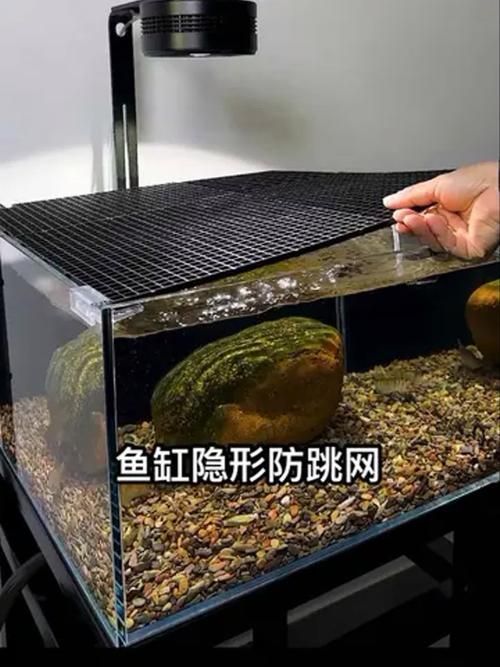 哪些魚缸適合養兇猛觀賞魚？，兇猛觀賞魚的選擇