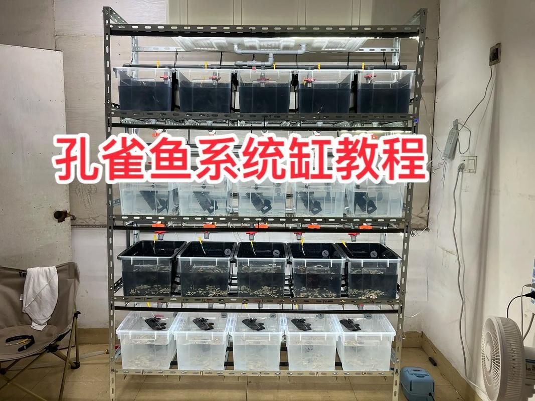 哪些魚缸適合養兇猛觀賞魚？，兇猛觀賞魚的選擇
