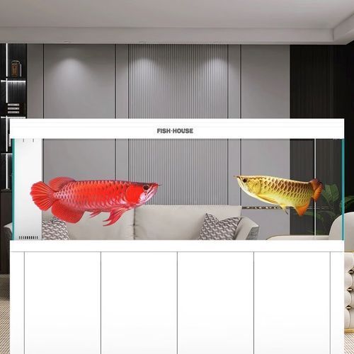 魚之家生態龍魚缸有哪些顏色可選？，魚之家生態龍魚缸提供多種顏色選擇適合龍魚的魚缸顏色