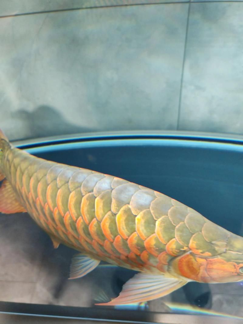 如何判斷龍魚鰭是否感染，如何判斷龍魚鰭感染