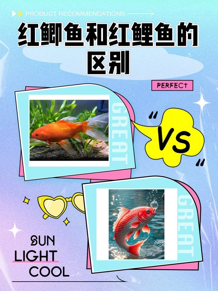 如何區分不同紅色的魚，如何區分不同紅色的觀賞魚
