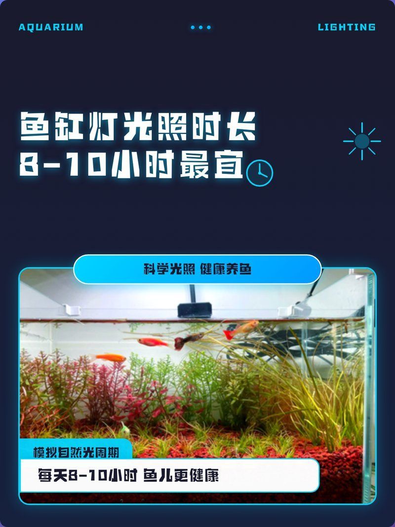 龍魚需要24小時開燈嗎，龍魚不需要24小時開燈,相反，持續(xù)光照會對龍魚的健康造成影響