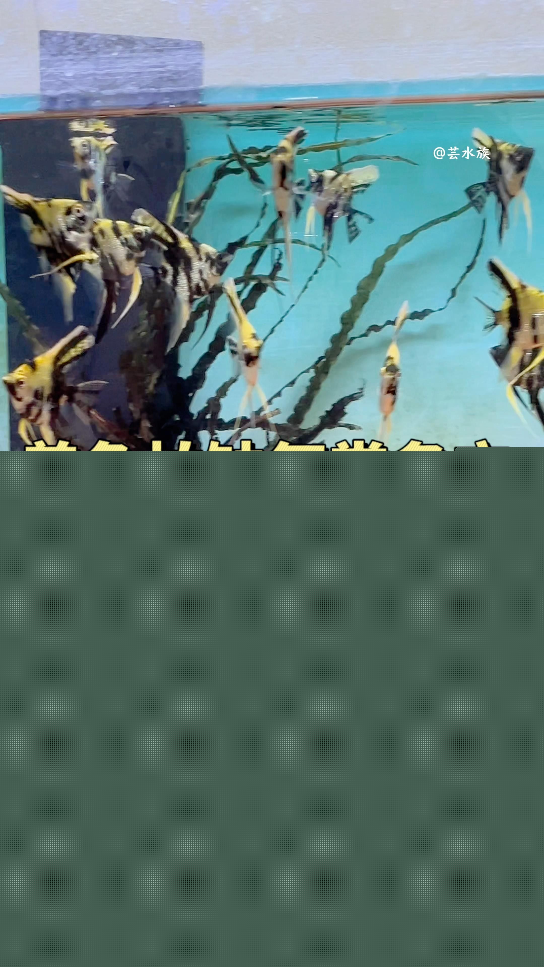 魚浮頭如何急救，魚浮頭怎么辦？