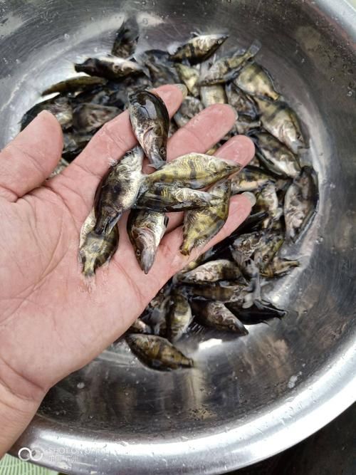 桂魚苗的價格范圍是多少，桂魚苗價格因地區、季節和供應量的不同而有所差異